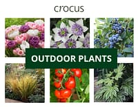 crocus outdoor plants