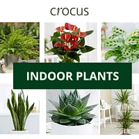 crocus indoor plants