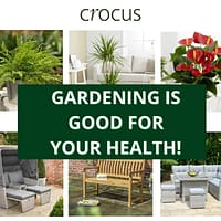 CROCUS - GARDENING - Plants / Furniture & More