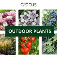 crocus outdoor plants