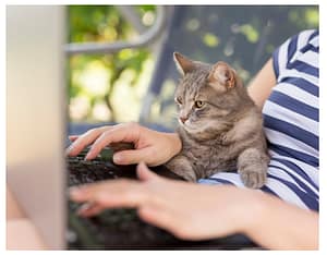 cat sat on lap looking at computer