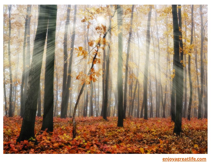 autumn trees and leaves and sun rays shining through the trees