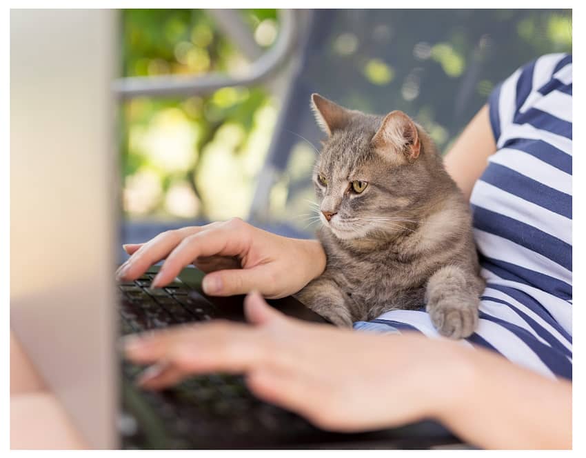 cat sat on lap looking at computer