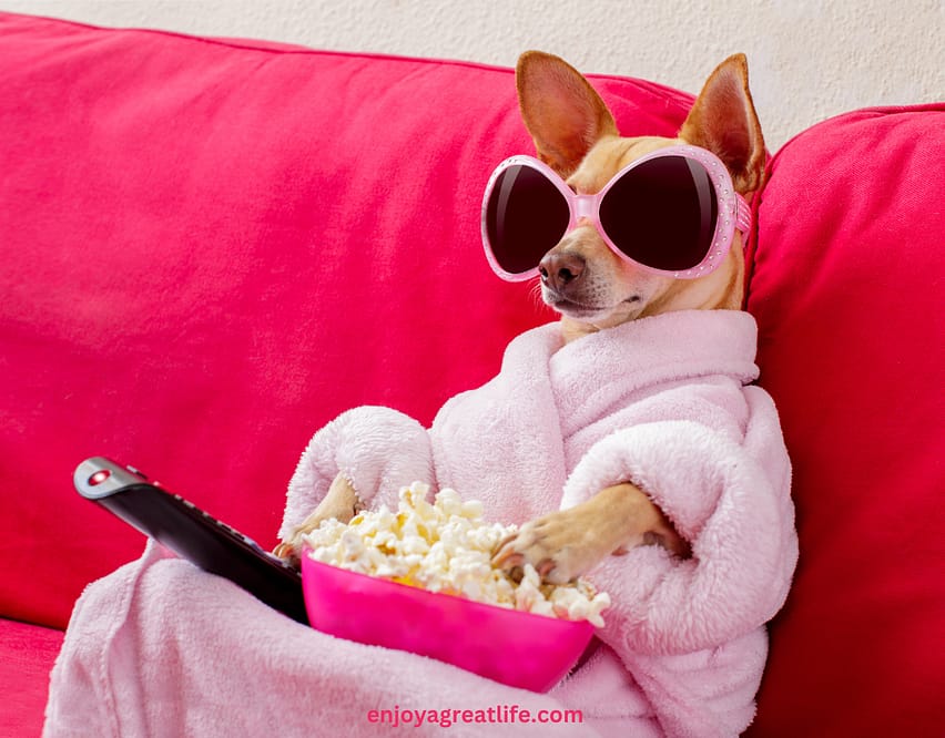 Dog sitting on sofa in dressing gown mindlessly eating popcorn